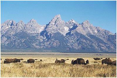 Bison on Antelope Flats near Jackson, Courtesy of the National Park Service